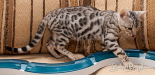 Bengal cat silber rosetted